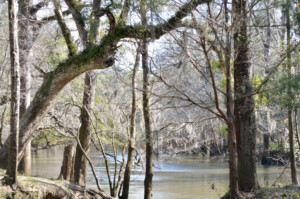 View of the Chipola River along a hiking trail at Hinson Recreation Area