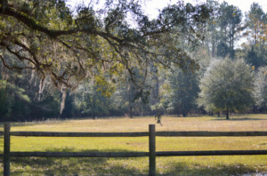 Open field at Hinson Recreation Area along the Chipola River Greenway