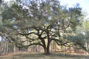 Beautiful Oak at Hinson Recreation Area along the Chipola River Greenway