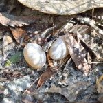 Caution should be used along the Chipola River Greenway, as illustrated by this image of snake eggs taken on a hiking trail