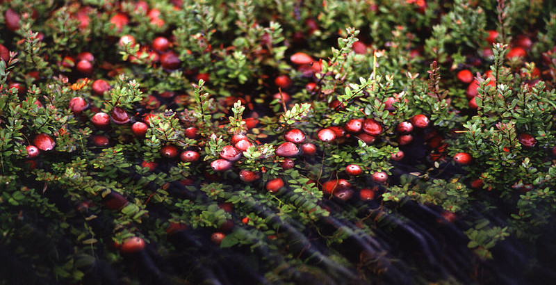 Cranberries are a healthy, natural way to fight food -born illness