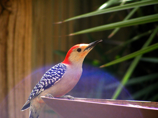 Red-bellied Woodpecker