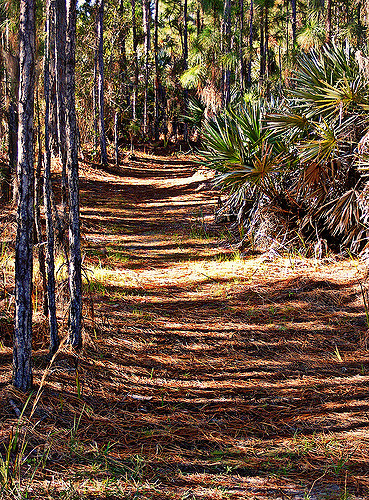 Hiking Trail in the Pines