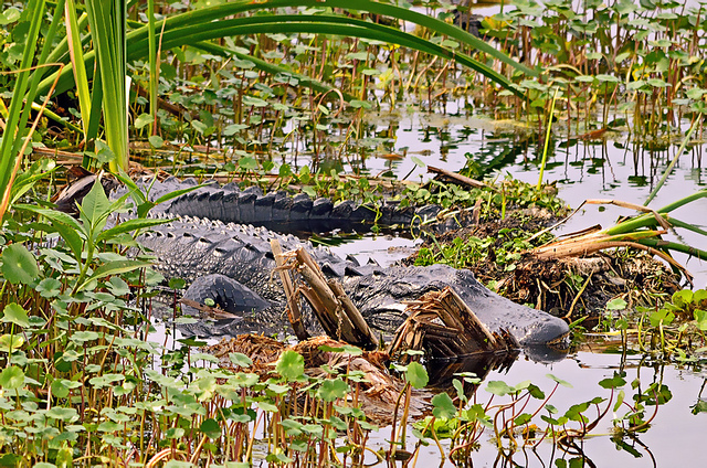 Hunting Florida Alligator